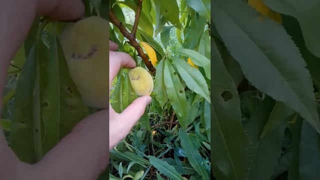 16.06.2024 персик колонновидный карликовый