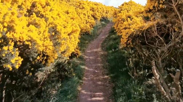 DJI Osmo Mobile 3 + Huawei P30 Pro Sample Video - Edinburgh Arthur's Seat Walk смотреть онлайн