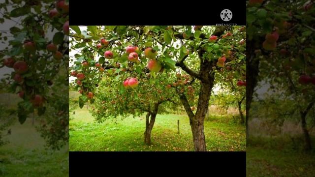 APPLE IMAGES смотреть онлайн