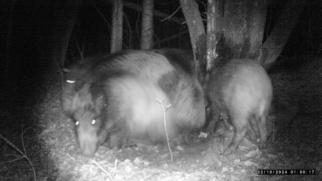 Кабаны на подкормочной площадке смотреть онлайн