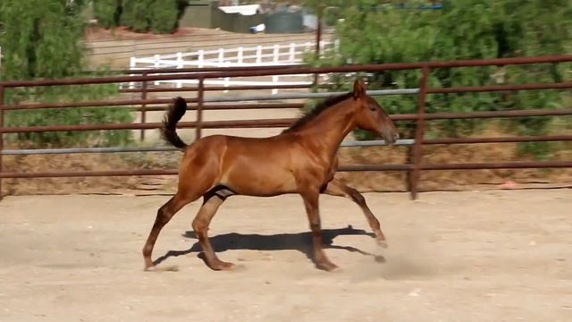 Sold - Jaguar Moon, 2022 Chestnut PRE Colt "Morante RM x Eulalia Moon" смотреть онлайн