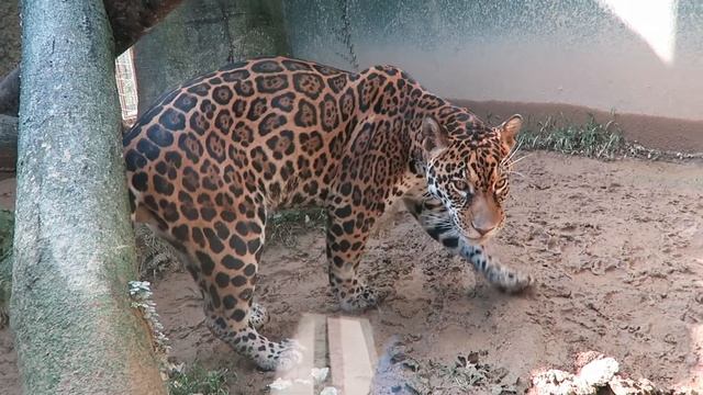 #3 Sep 2018 Jaguar at Nihondaira zoo, Shizuoka, Japan смотреть онлайн