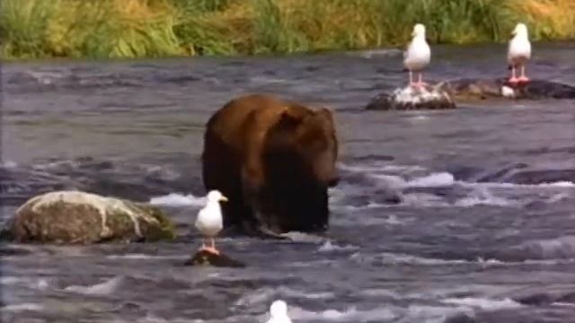 Windows Vista Sample Video - #1 - Bear смотреть онлайн