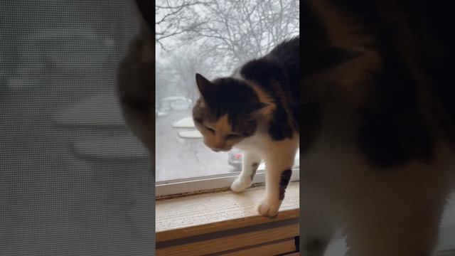 Whiskers in the window while it snows outside #kitty #snowing #cold #WTF #itwas80degreesyesterday смотреть онлайн