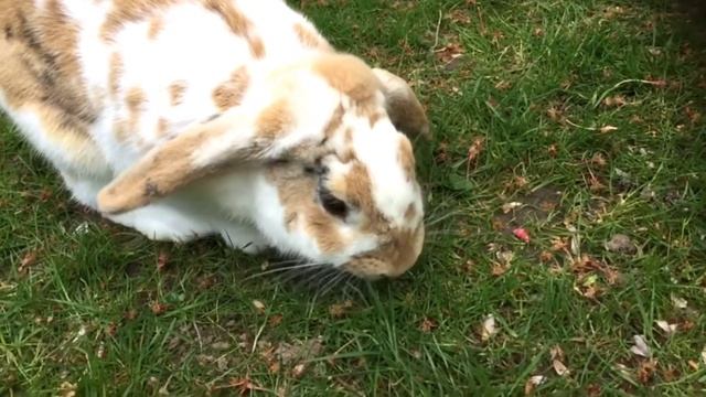 Cute pet playtime смотреть онлайн