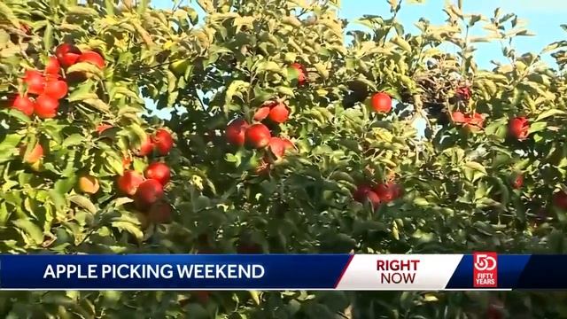 'Super Bowl' of Massachusetts apple picking season this weekend смотреть онлайн