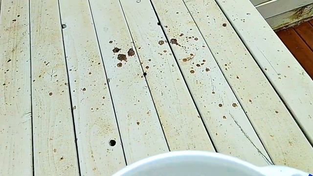 Hái Trái Mộc Qua (Quince) - Đặc sản hiếm có tại ÚC. смотреть онлайн