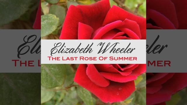 The Last Rose of Summer смотреть онлайн