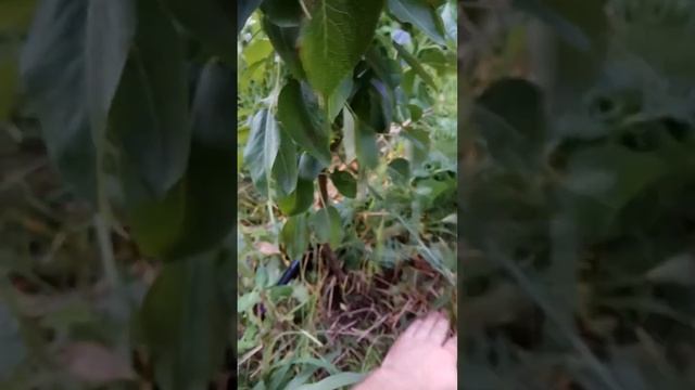 09.06.2024 груша колонновидная