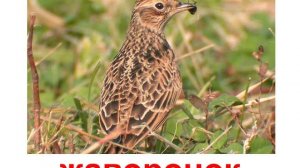 Презентация для детей по Доману. Пение птиц. 1