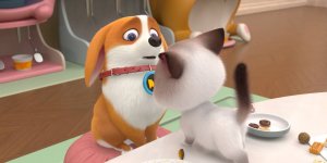 Корги по имени Моко. Домашние животные 2, 2 серия. До и после