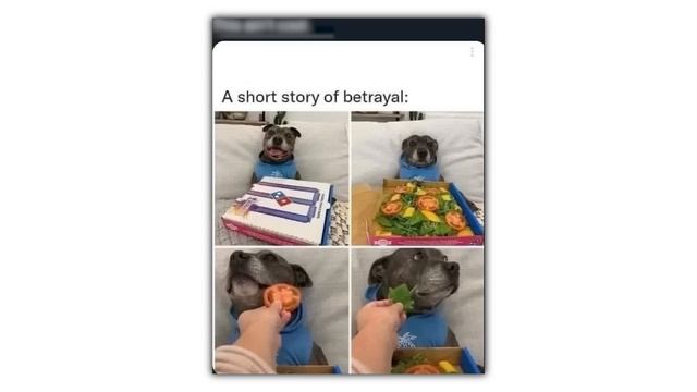 DOG MEMES смотреть онлайн