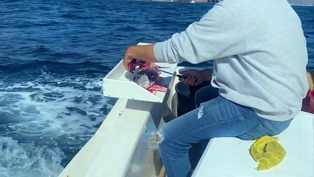 We’re on a MF’n Boat! deep-sea fishing in San Carlos, Mexico смотреть онлайн