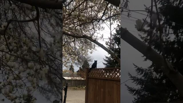 Bird Song Sound Bath смотреть онлайн