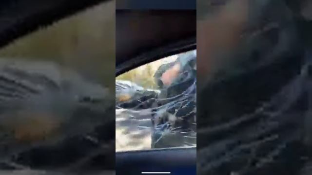 Man Gets Window Broken AND Tased смотреть онлайн