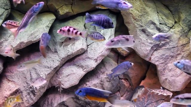 Malawi Haplochromis 220 Gallon 3D Background Show Tank - Feb 16, 2017 смотреть онлайн