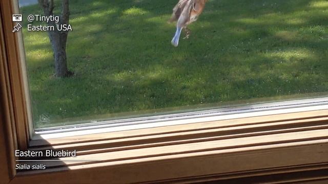Why is a bird attacking my car? - Ask Sentri! смотреть онлайн