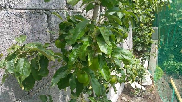 Granny Smith Apple tree review in Cork, Ireland смотреть онлайн