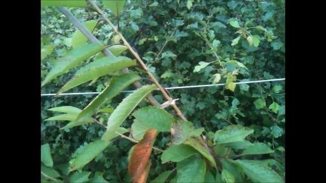 How To Summer Prune Apples, Pears & Cherries смотреть онлайн