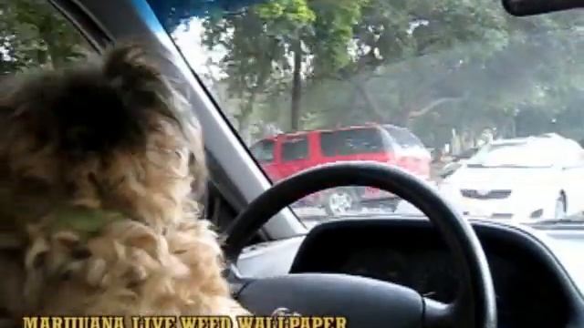 Marijuana Live Weed Wallpaper смотреть онлайн