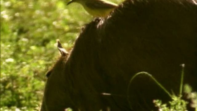 BBC. Твои весёлые друзья зверята 26 серия (документальный сериал, 2004-2009)