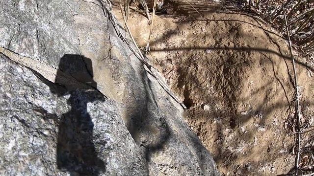 Tiny foxes in Rhode Island смотреть онлайн