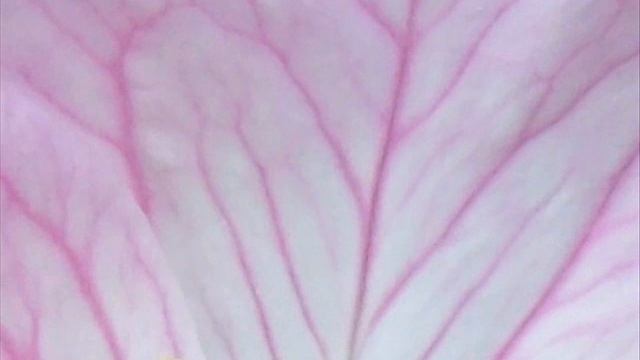 God's Paint Brush Part 2.wmv смотреть онлайн