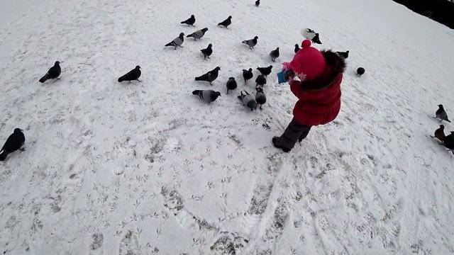 ЛЕРА И ОГРОМНАЯ СТАЯ ПТИЦ. СУПЕР МИЛАЯ КОРМЕЖКА ГОЛУБЕЙ И УТОЧЕК ОТ ЛЕРЫ И ПАПЫ смотреть онлайн