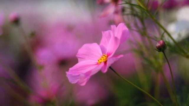 Map 16 shost (part 4.flipaclip) смотреть онлайн