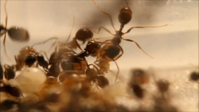 Messor Structor Kindergarten