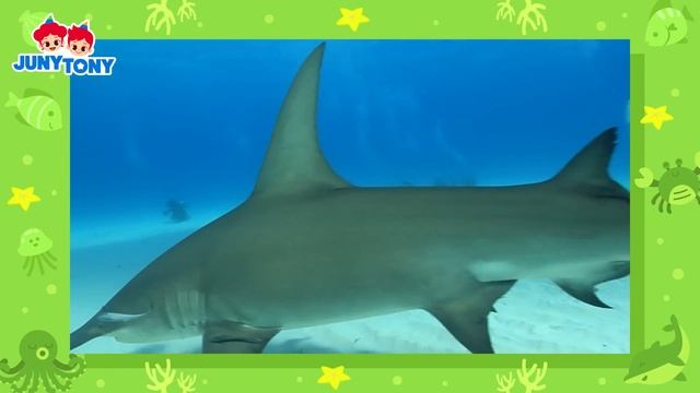 Hiu, Berkumpul! | Lagu Tentang Hiu | Hewan Laut | Kartun Anak | JunyTony Bahasa Indonesia смотреть онлайн