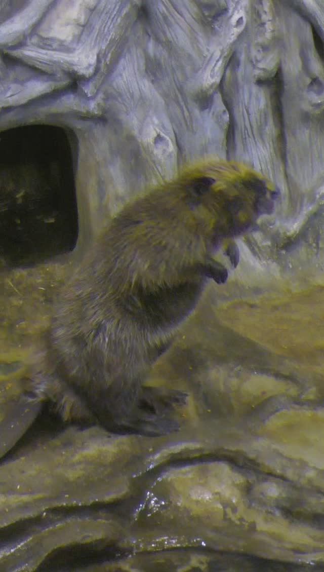 Бобронариум: экскурсия в мир бобров 🦫 смотреть онлайн