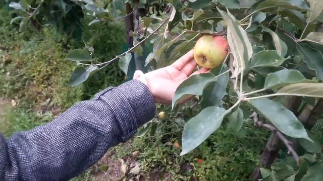 Apple Orchard @ Eindhoven, The Netherlands смотреть онлайн