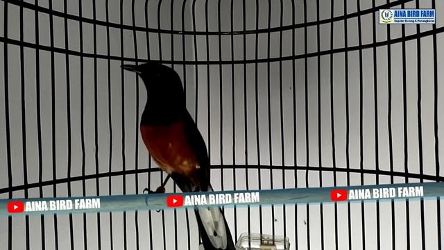 Haduuuuh,, Kenapa Gak Tau dari Dulu‼️ смотреть онлайн