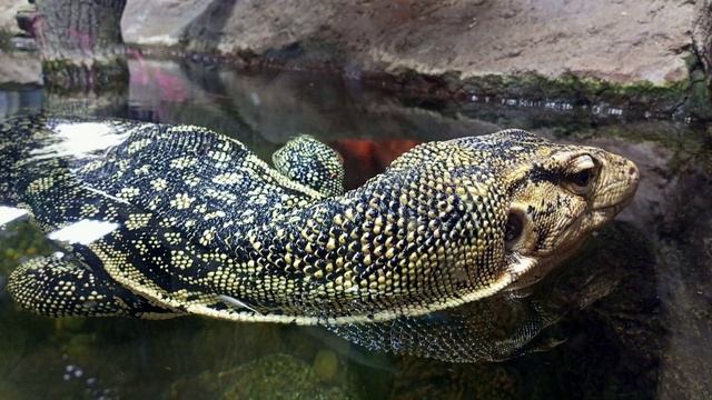 варан смотреть онлайн