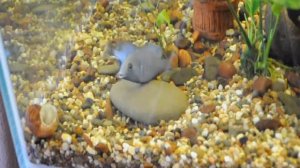 дельфины нерест