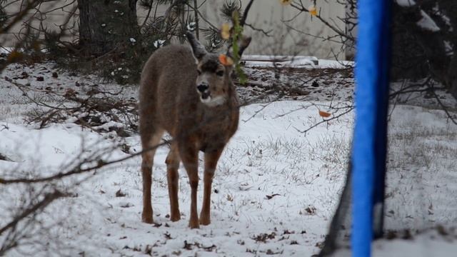 Dinner time 💖 She ( doe） is eating apple 🍎 that I ready for her 💖 смотреть онлайн