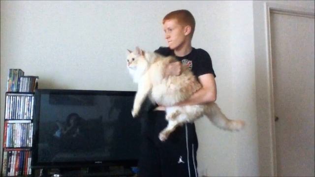 Laser Cat (windows movie maker) смотреть онлайн