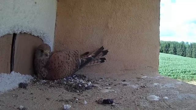 A kestrel nest in the Vosges - live stream of window sill camera смотреть онлайн