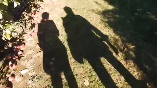 how about them apples (2016) смотреть онлайн