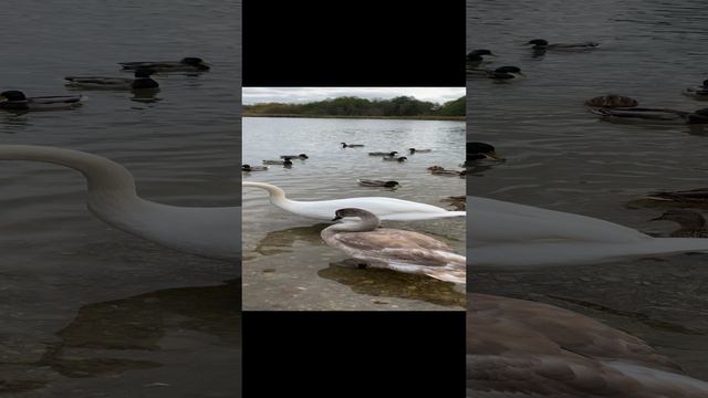 Лебедь гоняет уток #леснойскобарь#2024 #лебеди  #псковская_область #изборск#shorts