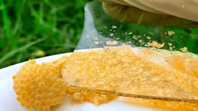 ASMR Crushing yellow snail eggs | Apple snail Eggs ASMR 🐌26 смотреть онлайн