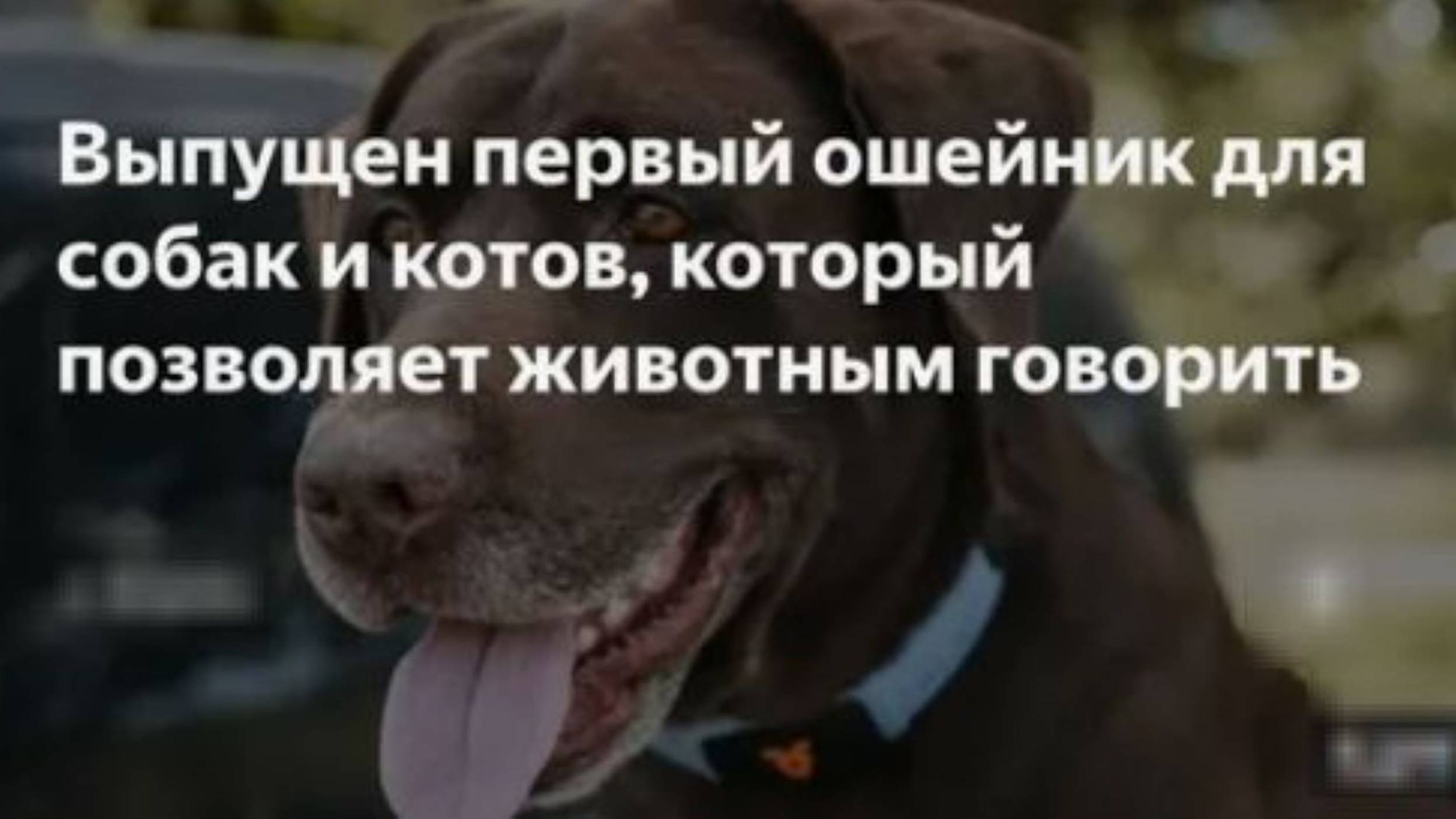 Учим Соню разговаривать по человечески. We teach Sonya to talk like a human being. смотреть онлайн