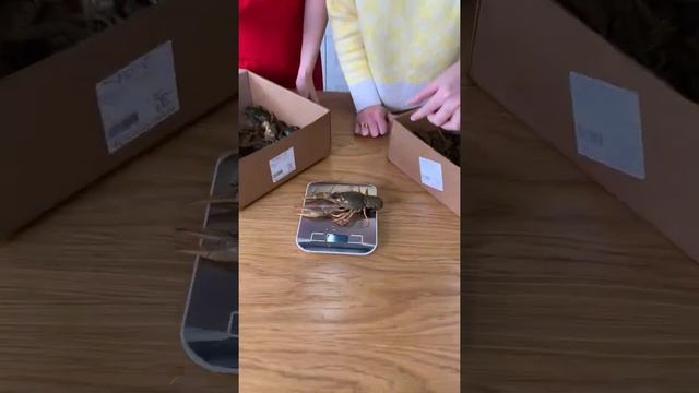 Раки живые волжские смотреть онлайн