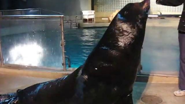 Best Seats in the house! Mystic Aquarium, Mystic CT смотреть онлайн