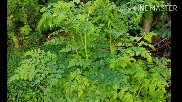 How to increase blood level in tamil | how to increase hemoglobin level during pregnancy in tamil смотреть онлайн
