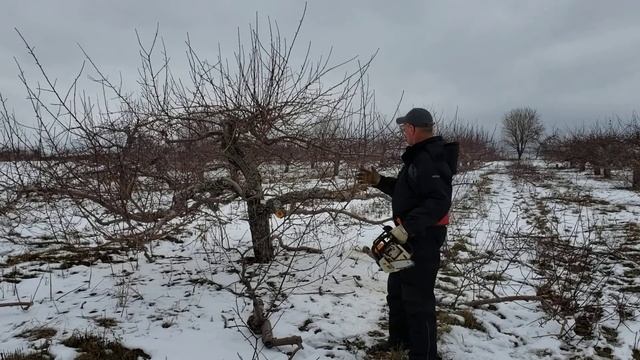 Winter pruning for an old apple tree смотреть онлайн