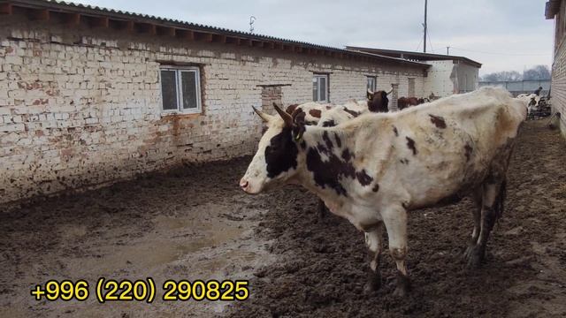 АЙШИР сүтү майлуу УЙЛАР сатылат || Асыл тукум чарбадан келген смотреть онлайн
