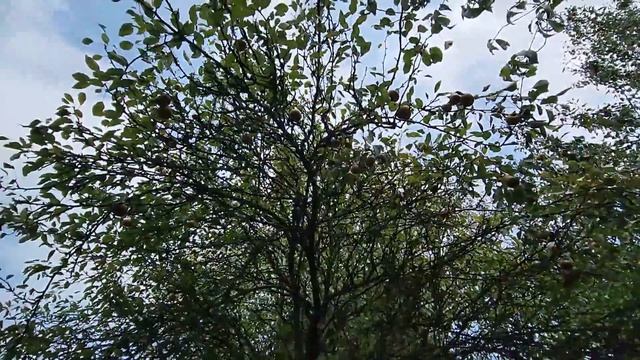 Tour of my yard with pond and fruit trees. смотреть онлайн