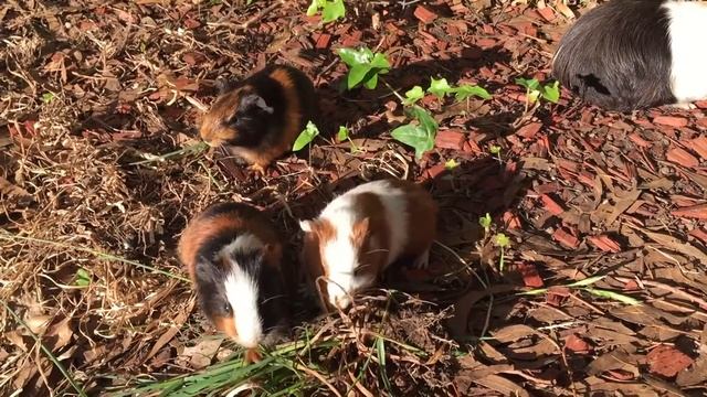 What do Guinea Pigs eat? | What are some food items that guinea pigs cannot eat? смотреть онлайн